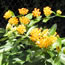 Asclepias tuberosa Hello Yellow